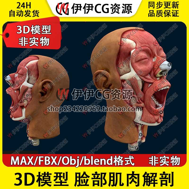 3D模型3Dmax医学模型脸部面部肌肉解剖甲状软骨颈部腮腺鼻软骨FBX