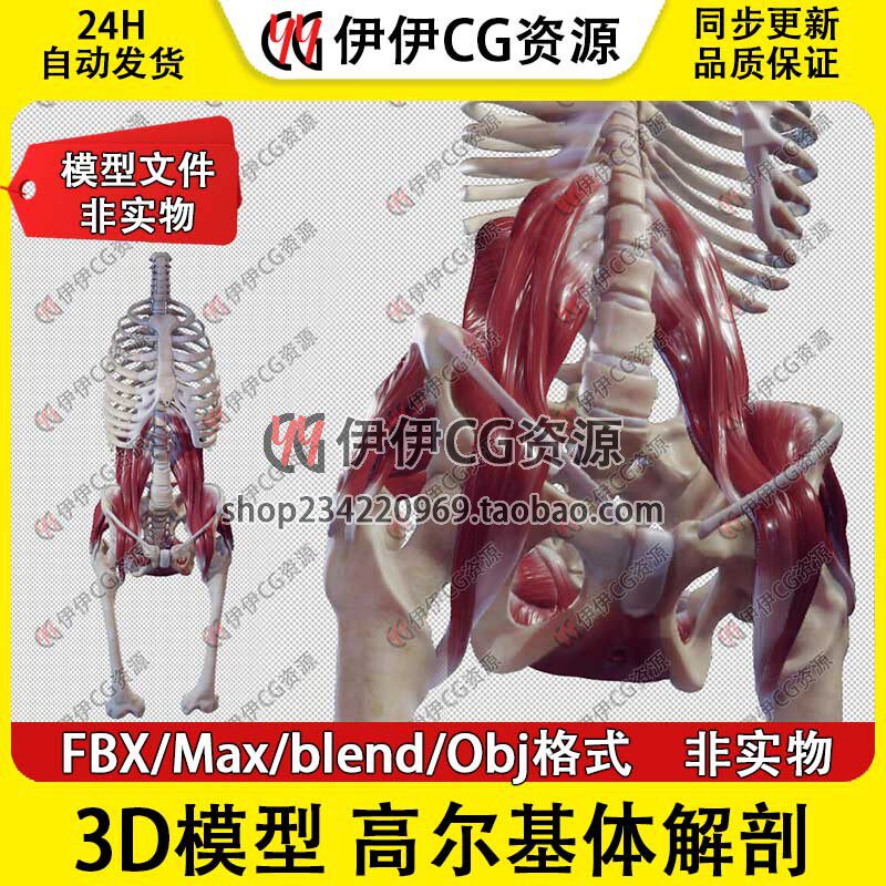 3D模型素材3Dmax医学结构解剖人体肌肉骨骼骨盆底后腹壁肌FBX - 实物图
