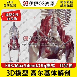 3D模型素材3Dmax医学结构解剖人体肌肉骨骼骨盆底后腹壁肌FBX