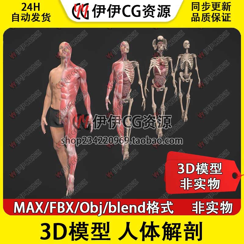3D模型素材3Dmax医学结构解剖男人体肌肉群结构骨骼架内脏器官FBX