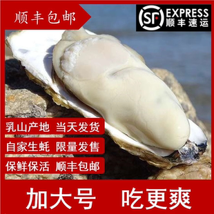 乳山野生生蚝鲜活10斤一箱保肥包邮特大带壳牡蛎即食宋氏蚝铺