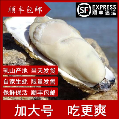 乳山生蚝野生鲜活宋氏蚝铺包邮
