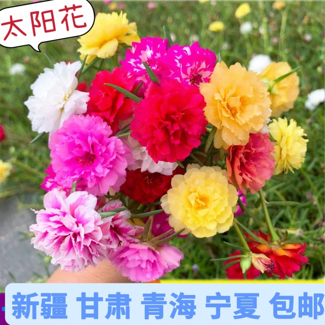 重瓣太阳花 虞美人 康乃馨满天星花种子四季开花种籽易活花卉盆栽