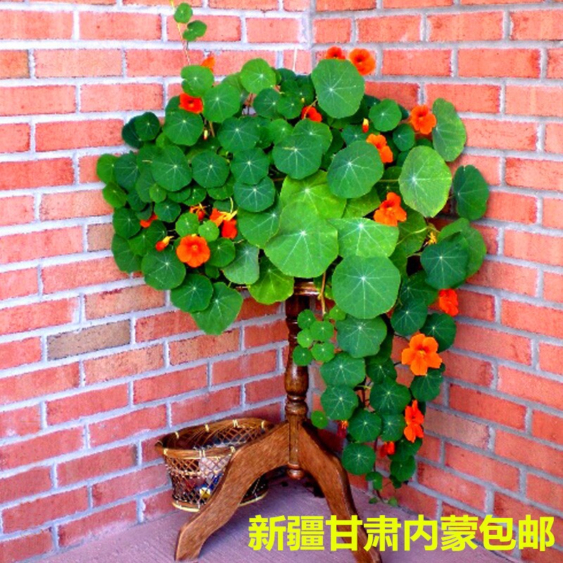 新疆包邮-旱金莲垂吊爬藤植物庭院室内阳台盆栽易活多年生