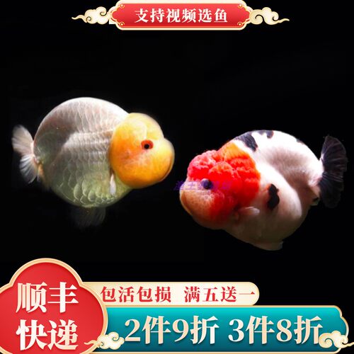 2件9折3件8折满五送一顺丰快递
