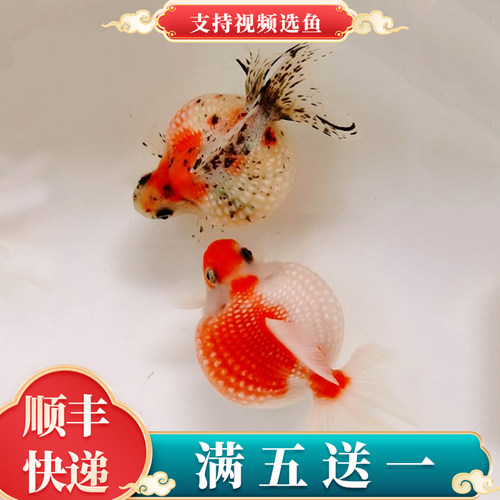 精品鼠头活体宠物珍珠金鱼