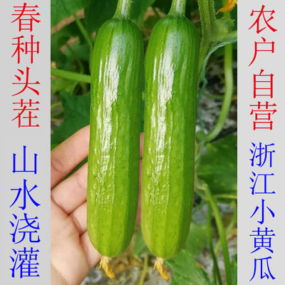 浙江农家自种头茬水果小黄瓜山水当季无刺生吃脆甜新鲜蔬菜现摘