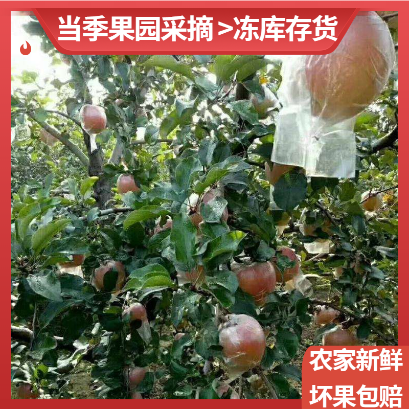 安徽砀山正宗红富士苹果净重10斤特产整箱新鲜榨汁农家水果当季现,水产肉类/新鲜蔬果/熟食,苹果,淘宝优惠券,粉丝福利购,淘宝优惠卷