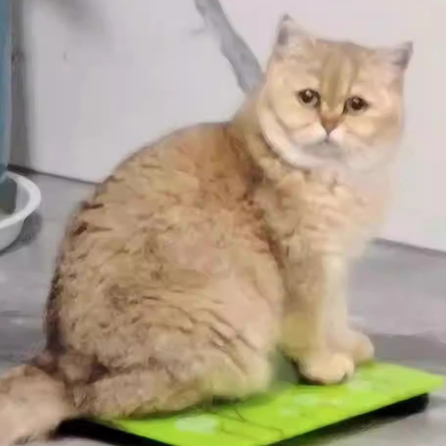 招财猫金渐层短毛赛级活体ny25