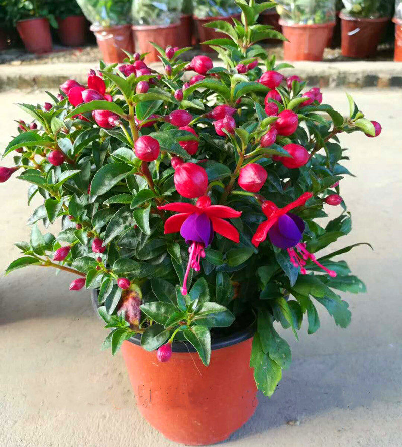 倒挂金钟宝莲灯办公室内阳台盆栽花卉灯笼花观花植物带花四季开花