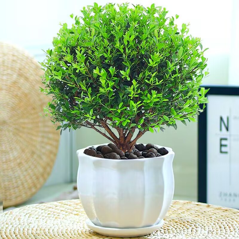 小叶赤楠盆景老桩植物办公室绿植室内盆栽绿色植物花卉绿植盆景