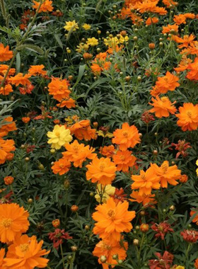 硫化菊种孑四季种易活开花不断黄色波斯菊花种子庭院花卉百日草籽