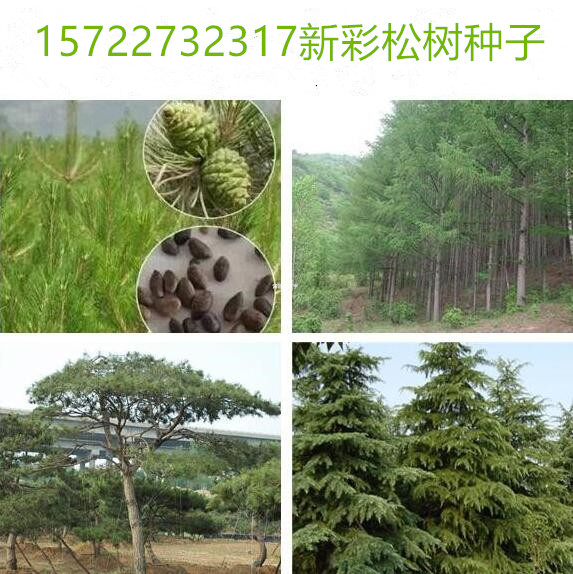 新采松树种子 黄山松迎客松马尾松白皮松五针松黑松油松雪松种子