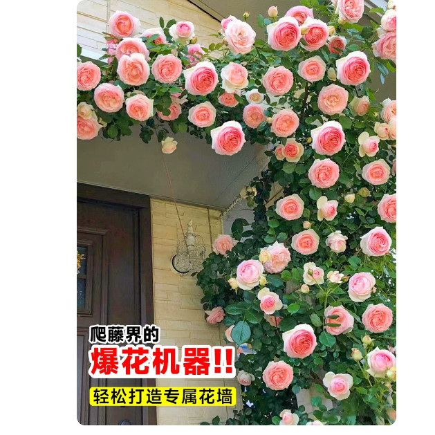 爬墙蔷薇小女孩四季花卉龙沙宝石
