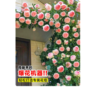 藤本爬墙月季蔷薇龙沙宝石粉小女孩安吉拉四季带花苞苗花卉绿植苗