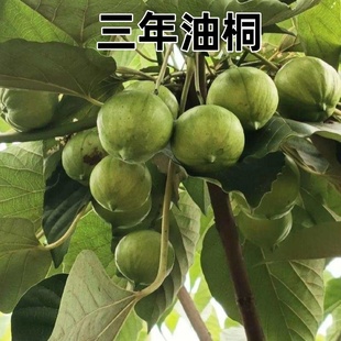 油桐苗新鲜桐油果桐子油正宗正品山桐子桐子果重庆野生桐油子