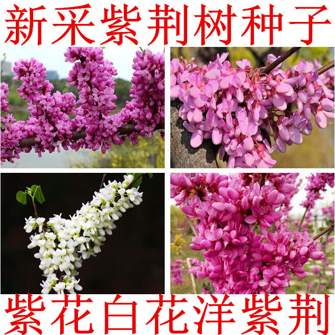 巨紫荆种子 紫荆种子 多花紫荆 树种子 洋紫荆加拿大宫粉紫荆种子