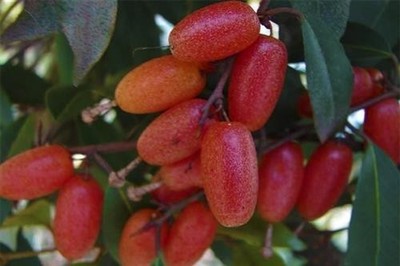 四川野生羊奶果 苗牛虱子果苗羊山咪树苗长匍茎胡颓子苗羊奶头苗