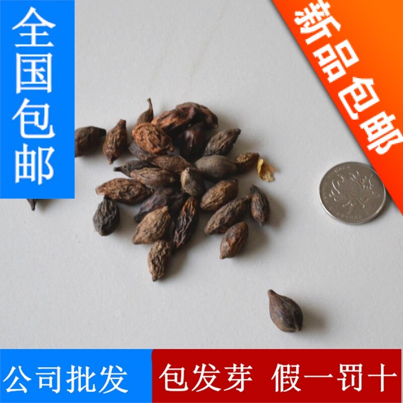 公司小叶榄仁种子 精选小叶榄人花木种子 别名榄仁树 凉扇树种子