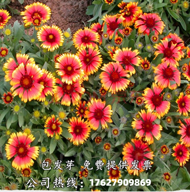 天人菊种子四季易种多年生宿根虎皮菊种子庭院绿化花海景观包邮