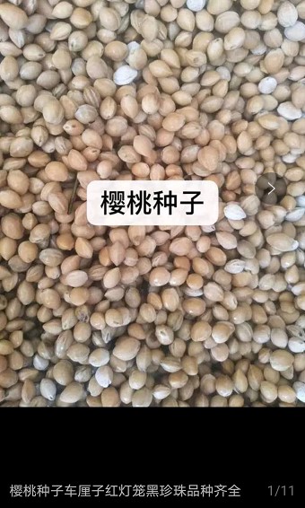 优质樱桃种子山樱桃种子果树种子毛樱桃种子车厘子种子大樱桃种籽