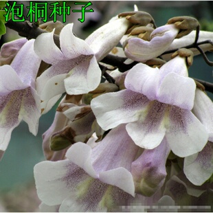 优质林木种子 法国梧桐树种子泡桐树 海桐种子 青桐种子 珙桐种子