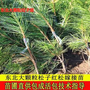 东北红松树苗东北松子树苗果松塔松耐寒大树嫁接红松树活体圃直供
