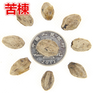 新采苦楝树种子 苦楝种子 楝树紫花树种子楝枣种子苦楝子种籽