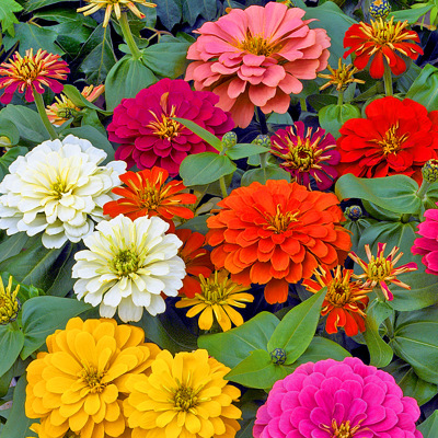 百日草花种子四季易播步步高花卉种子景观花海百日菊花籽包邮