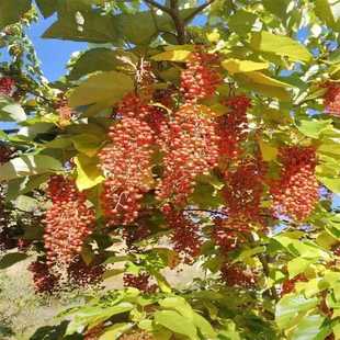 山油桐子树苗三年油桐桐树种子大型乔木庭院绿植花卉油桐树种子