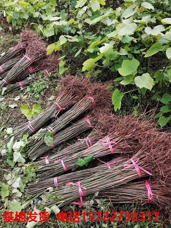贵州桐子树苗桐树种子大型乔木庭院绿植花卉油桐树苗桐叶粑粑苗