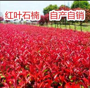 红叶石楠红叶石兰庭院绿化树红罗宾红叶石楠树苗火焰红北方耐寒