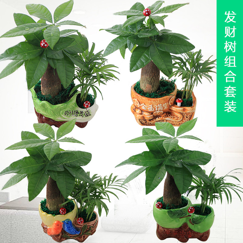 绿植发财树办公室内绿萝招财摇钱客厅花卉植物种子花苗小盆栽盆景