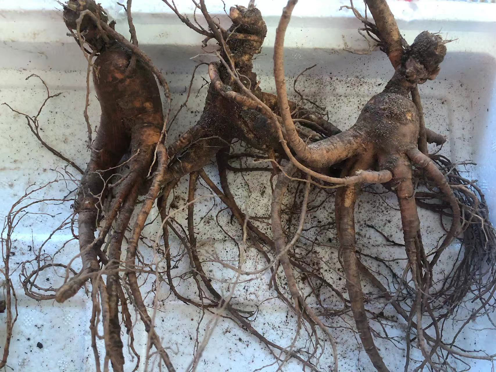 长白山脉林下参东北新鲜老池底炖鸡煲汤泡酒经济实惠残枝锈参