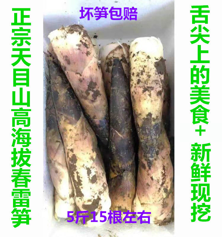 雷笋新鲜冬笋竹笋雷竹笋油焖笋腌笃笋现挖农家野生蔬菜春笋5斤装