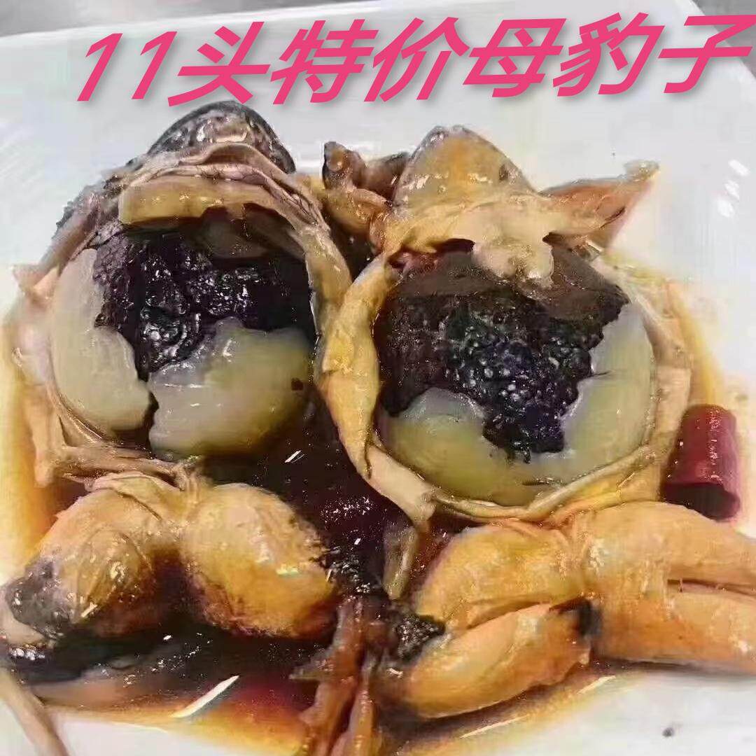 2024母活活体母豹子11头特大母蛤蟆顺丰包邮到家
