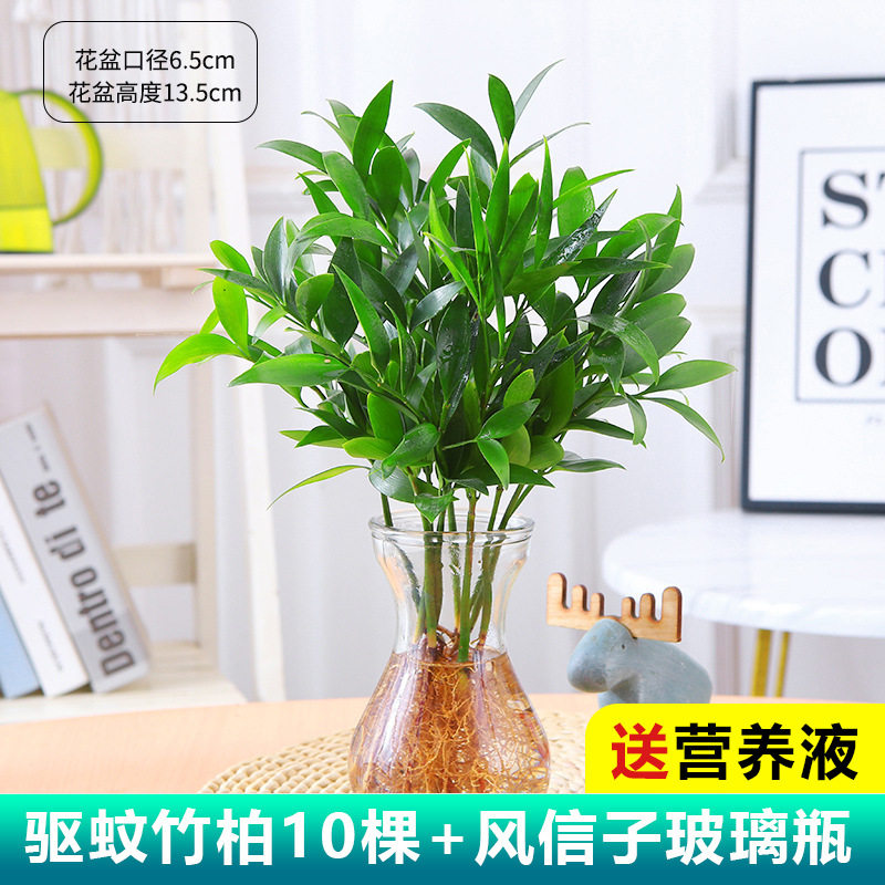 水培竹柏好养花卉绿植驱蚊客厅竹植物室内绿植四季水养盆栽驱蚊