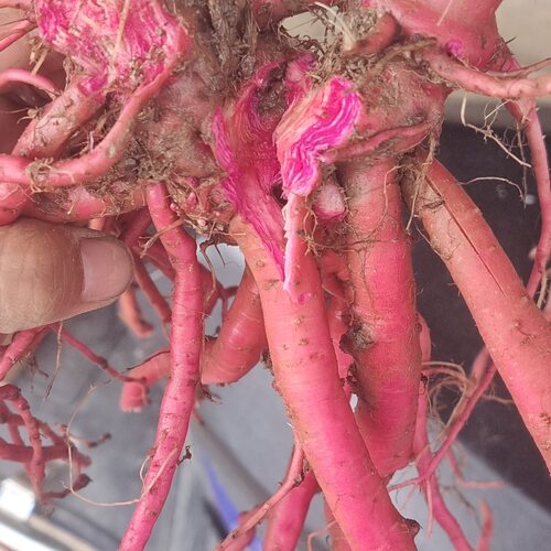 正品天然红牛克滕贵州野生红牛膝中药材红土牛膝淮牛七怀牛夕新鲜