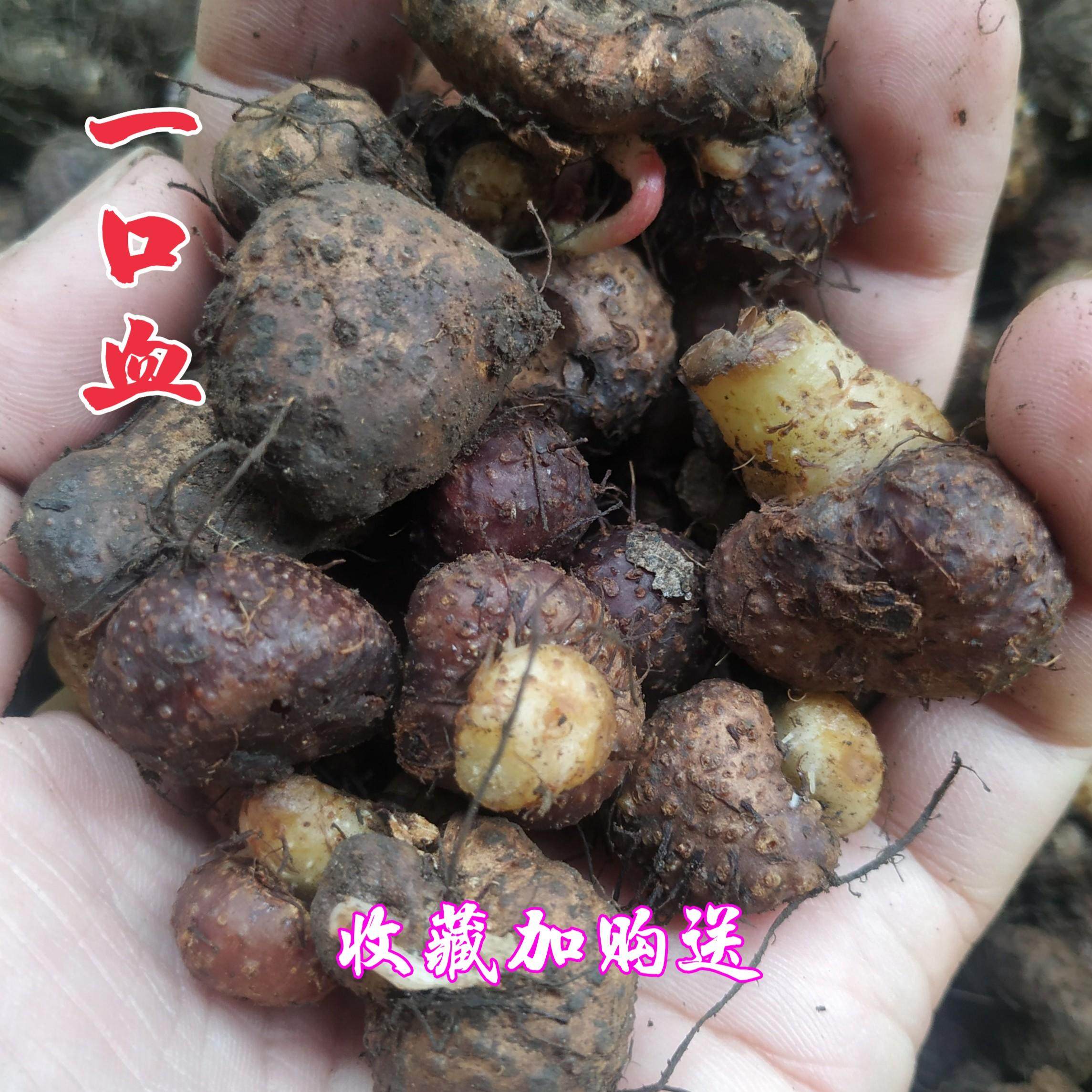 一口血秋海棠 贵州省野生地产 一滴血 中草药材 苗药一点血包邮