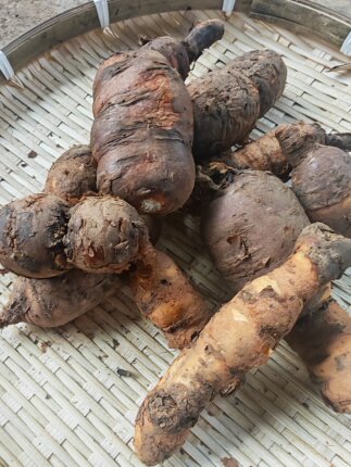 精选正宗新鲜中药材 深山现挖隔山消 牛皮消贵州中草药 500克包邮