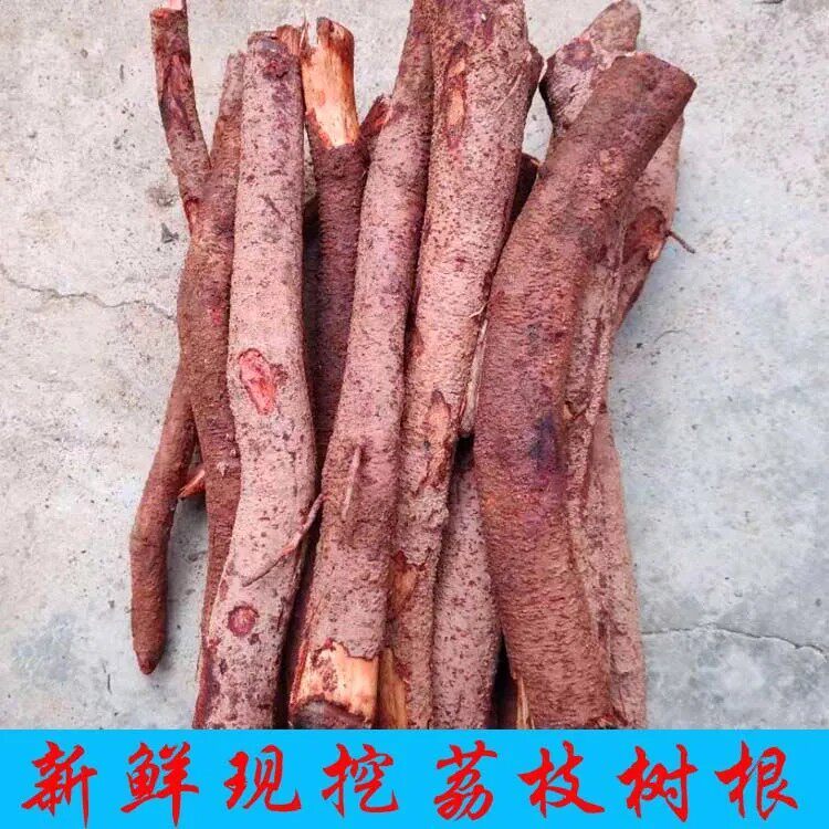新鲜荔枝树根包邮新品天然农村现挖采摘中药材植物农产品