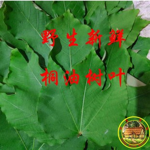 新鲜桐子树叶桐油叶现采桐树叶 油桐树叶 桐树叶 500克包邮