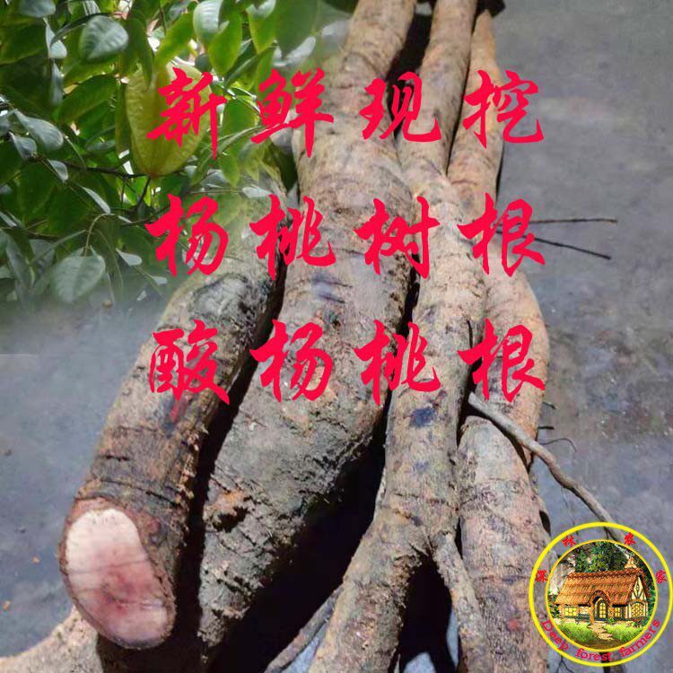 酸杨桃树根新鲜酸杨桃根图片