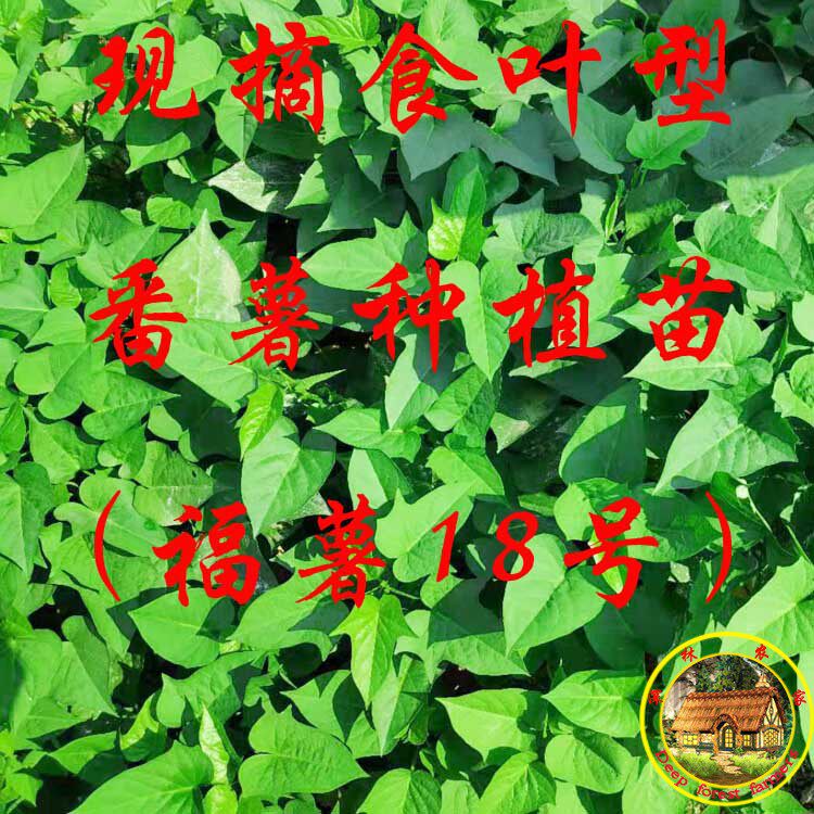新鲜红薯叶 种植苗专吃叶子福薯18号食用型地瓜叶番薯叶500克包邮