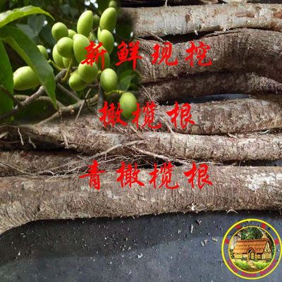 新鲜 橄榄树根 青果树根 青橄榄根无硫白榄根 现挖整段500克包邮