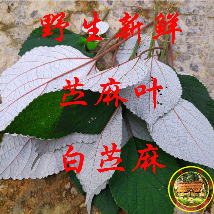 野生新鲜白麻叶 苎麻叶 白苎麻 野苎麻 家麻叶 苎叶现采500g包邮