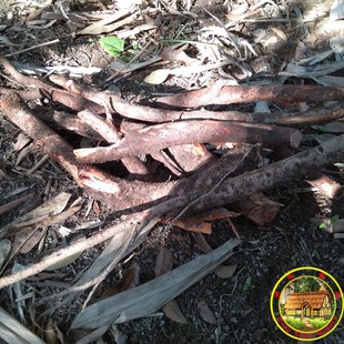 中药材 荔枝根50年老树 自然生长荔枝树根500g 新鲜现挖