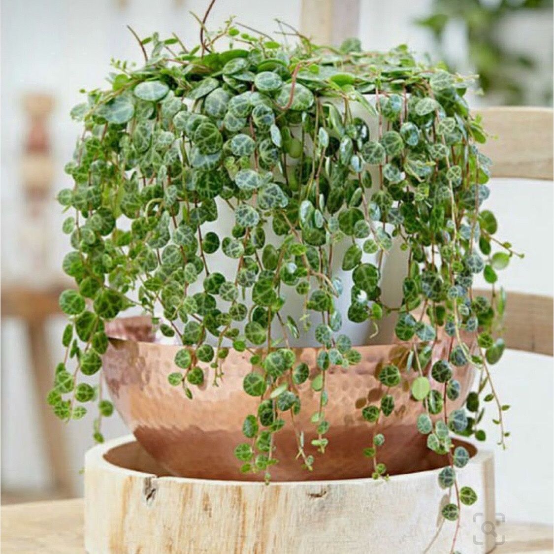 纽扣椒草世界宝石多肉吊兰盆栽室内绿植净化空气四季垂吊植，物