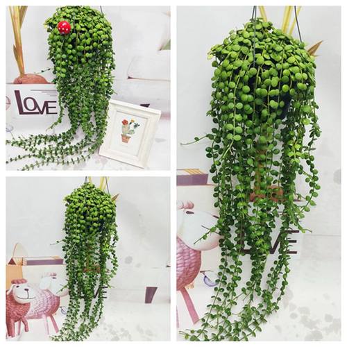 绿植不动悬挂室内好养泰国吊兰