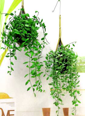 绿植风不动眼帘小苹果易养泰国